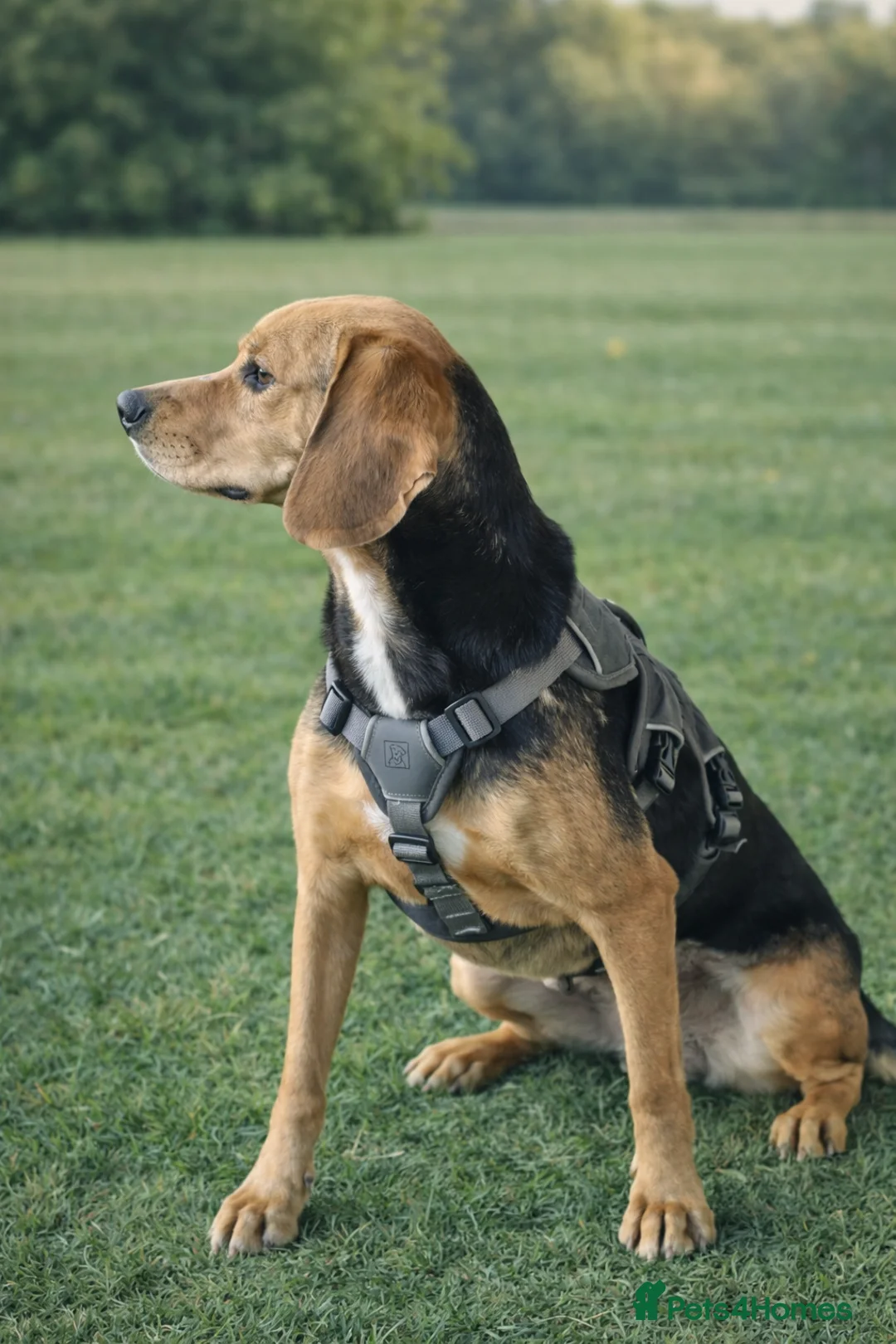 Mixed Breed dogs for adoption: Elsi was once unwanted now she is ready to belong - Advert 3