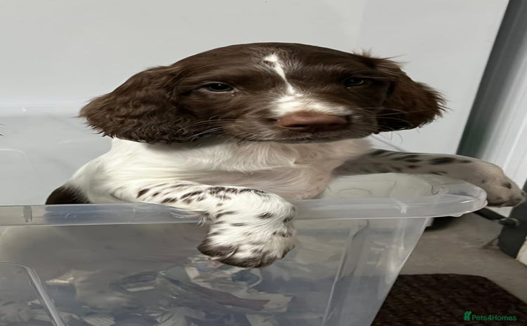 English Springer Spaniel dogs - Advert 9