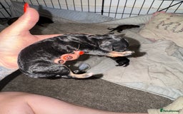Mixed Breed dogs for sale: Rottweiler cross puppies - Image 5