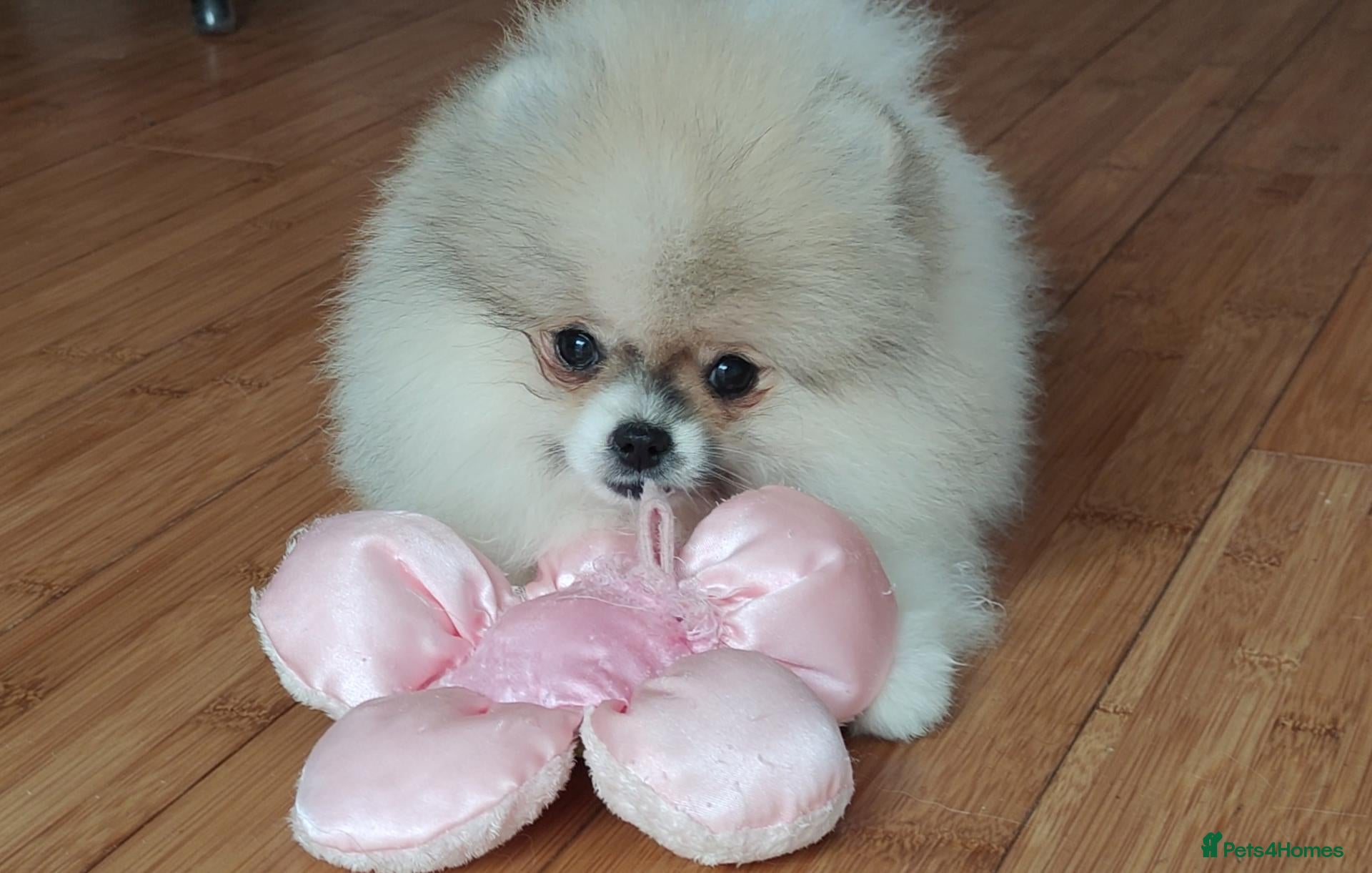 Pomeranian dogs Pom girl from 5⭐ licensed breeder - Advert 6