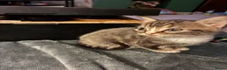 Domestic Shorthair cats for sale: Beautiful grey kittens  - Advert 13