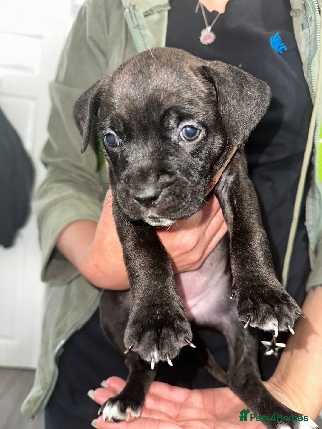 Mixed Breed dogs for sale: Cane corso X staff - Image 26