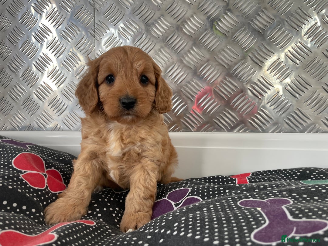 Cavapoo dogs for sale: F1 CAVAPOO puppies for sale  - Image 6