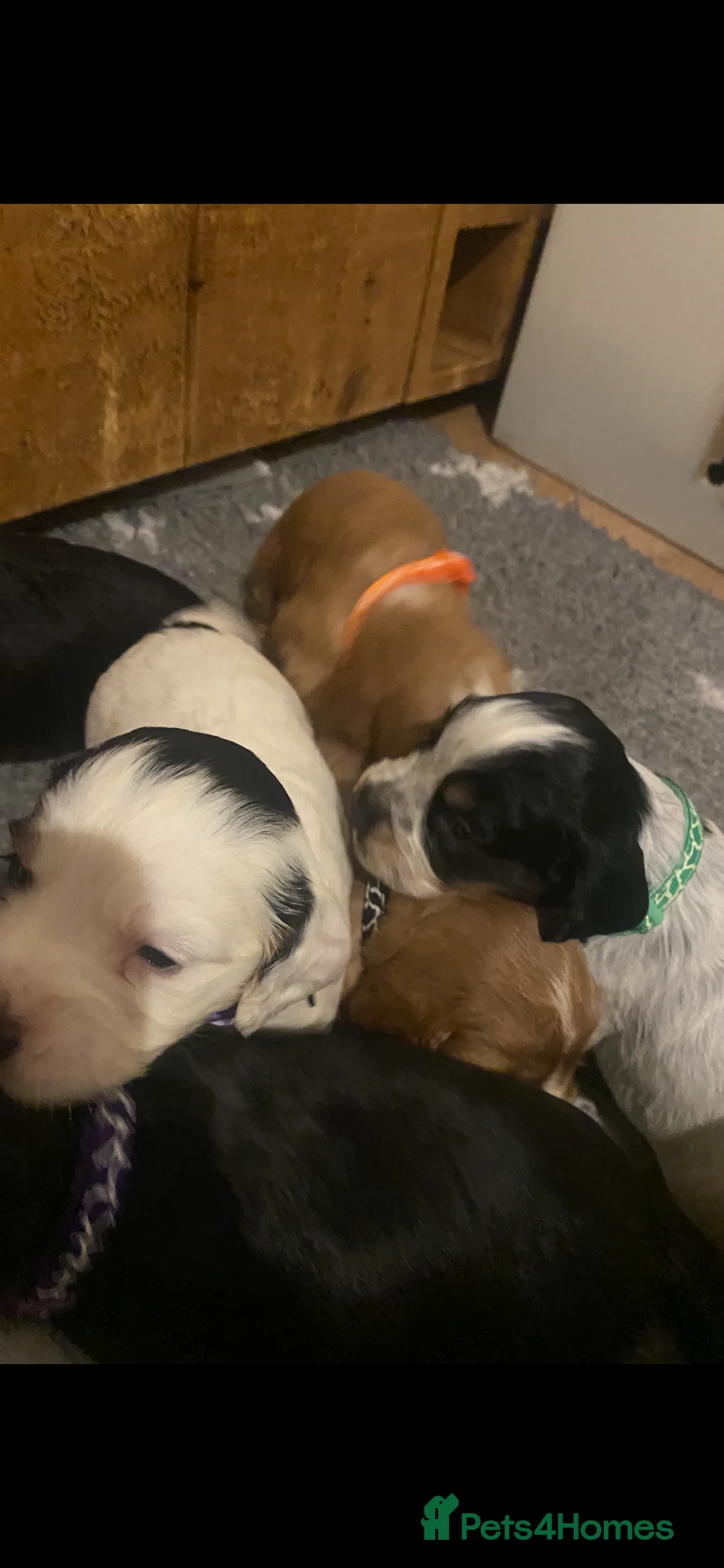 Cocker Spaniel dogs for sale: Cocker Spaniel Pups in Lanark - Advert 2