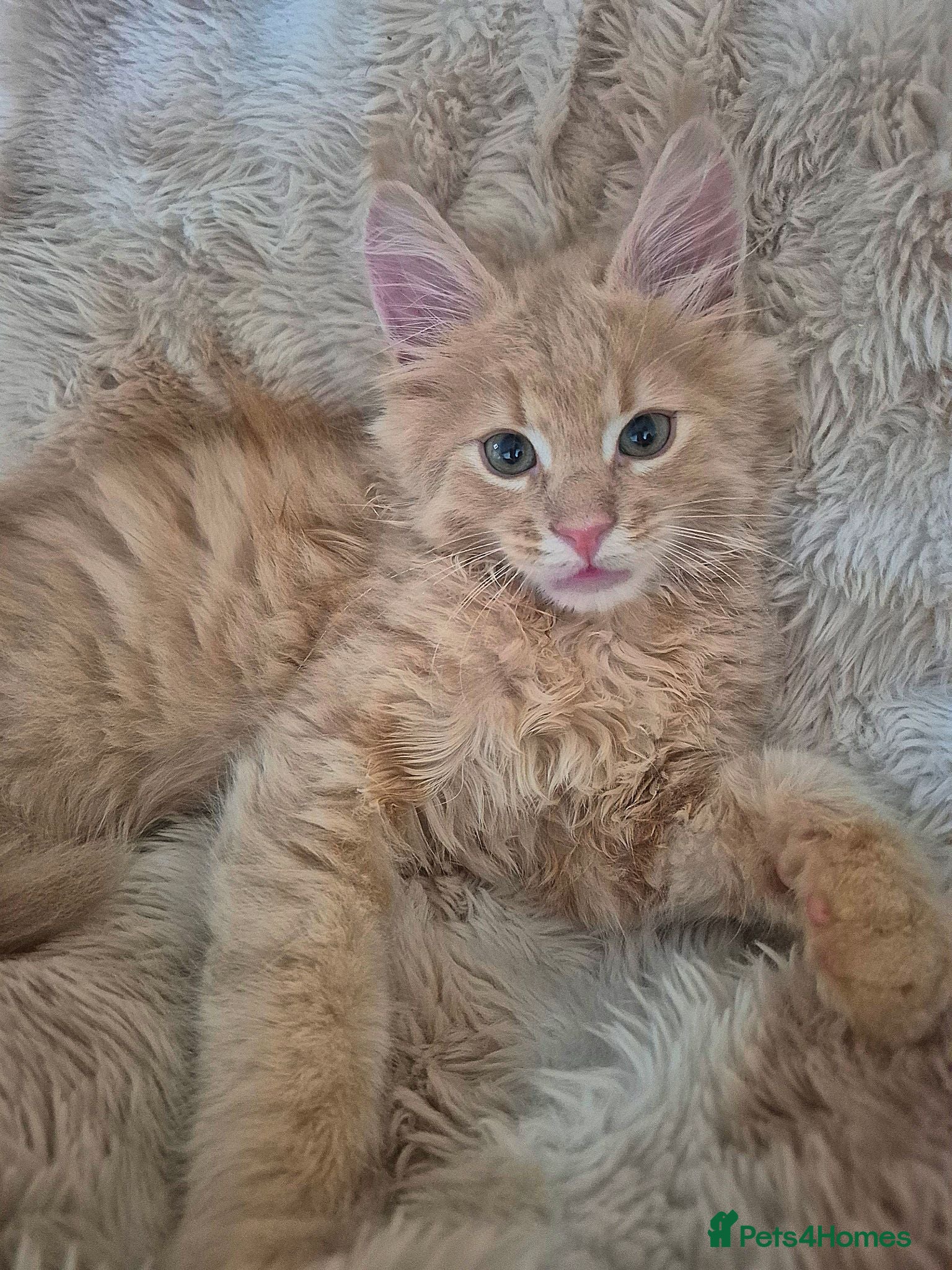 Maine Coon cats Majestic Maine coon, big paws, big hearts. - Advert 2