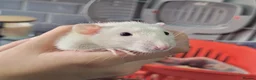 Rat rodents for sale: 2 baby male rats - Advert 11