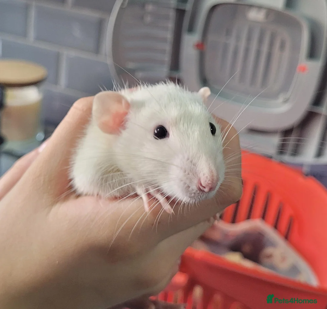 Rat rodents for sale: 2 baby male rats - Advert 11