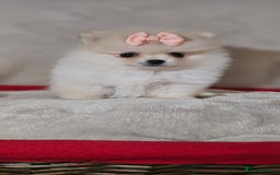 Pomeranian dogs for sale:  Pomeranian puppies ready now  - Image 19