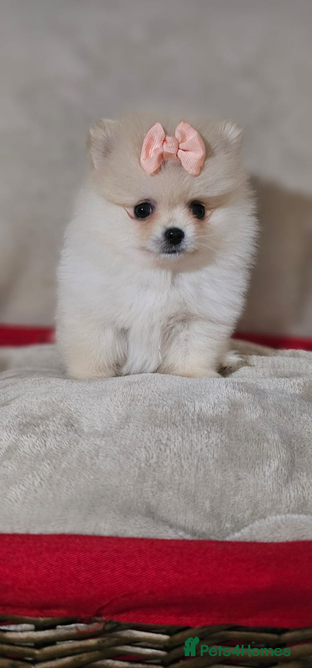 Pomeranian dogs for sale:  Pomeranian puppies ready now  - Image 19