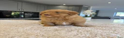 Nova Scotia Duck Tolling Retriever dogs for sale: Chunky adorable Nova Scotia puppies  - Advert 13