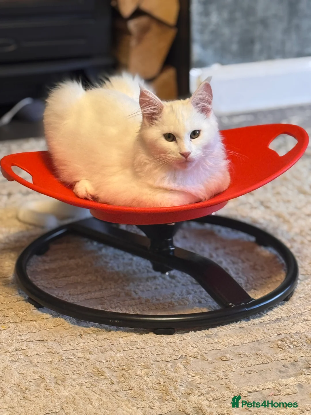 Maine Coon cats for sale: 19 weeks old Maincoon kitten  in Wigan - Advert 7