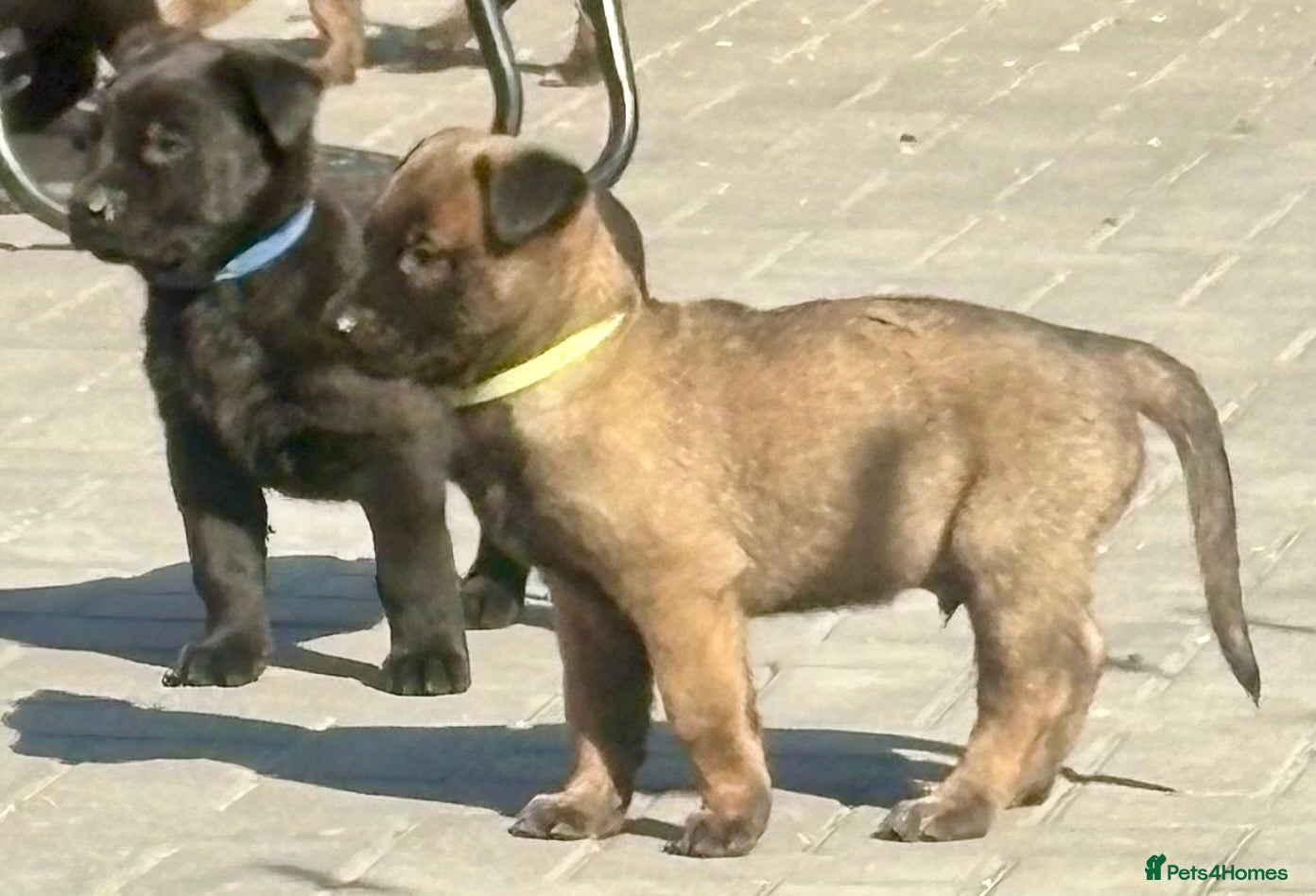 Belgian Shepherd Dog dogs Belgian Malinois puppies - Advert 2