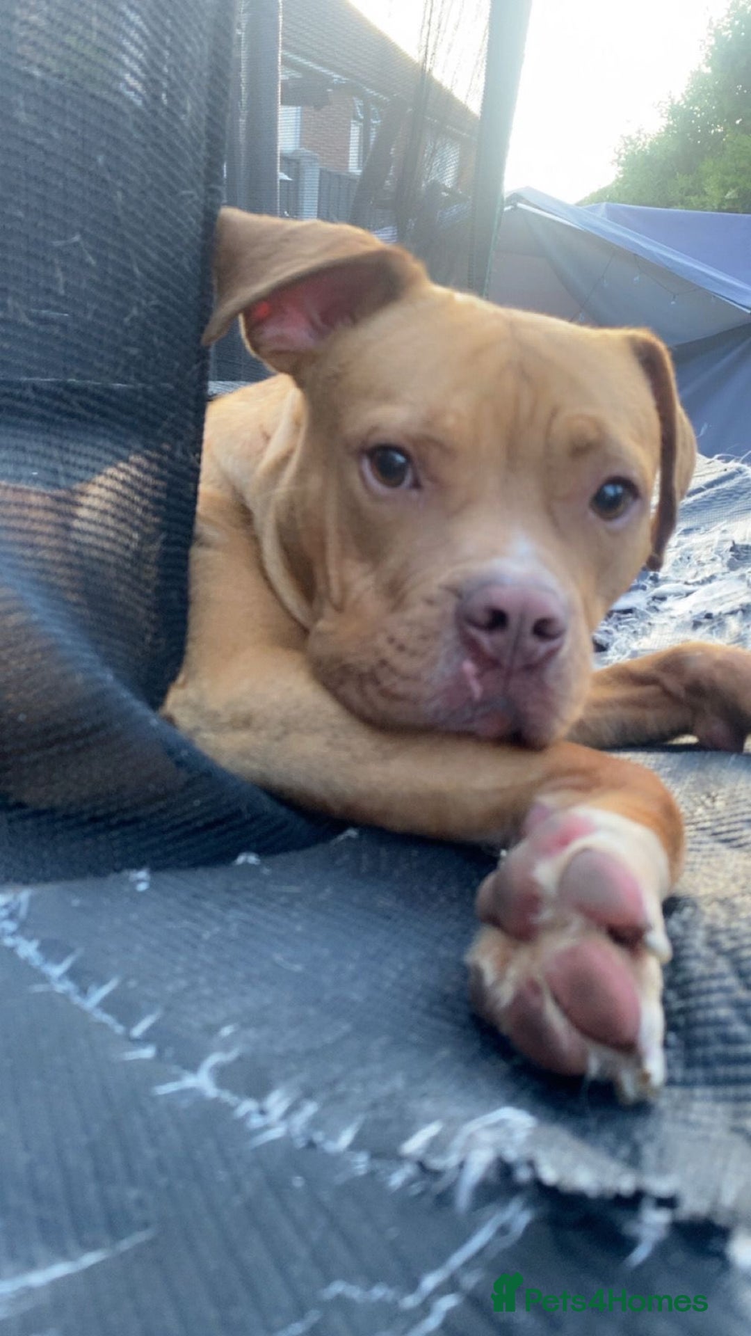 American Bully dogs for sale: American Bully Male - Image 3