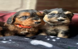 Cockapoo dogs for sale: 7 f1 cockapoo  - Image 5