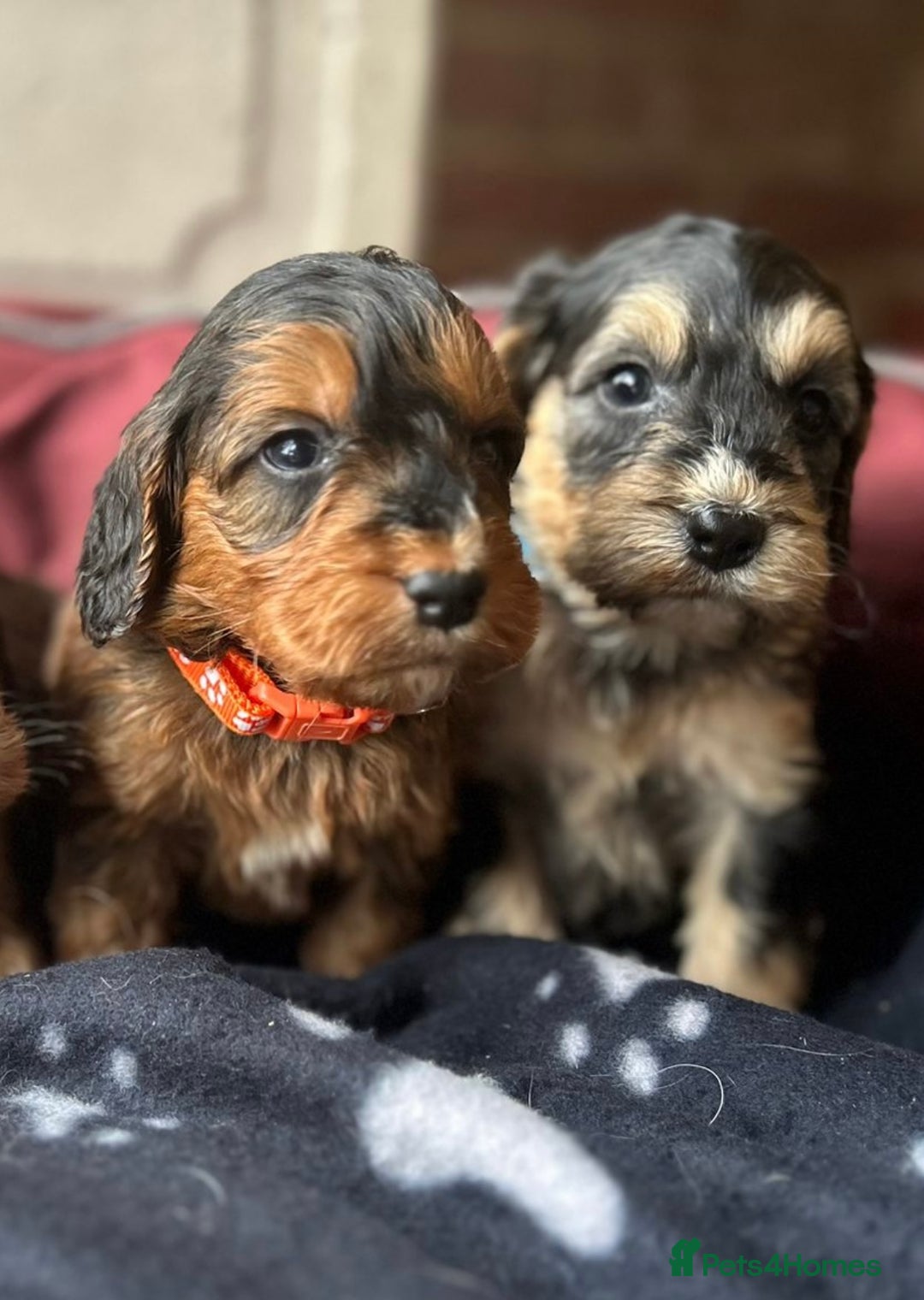 Cockapoo dogs for sale: 7 f1 cockapoo  - Image 5