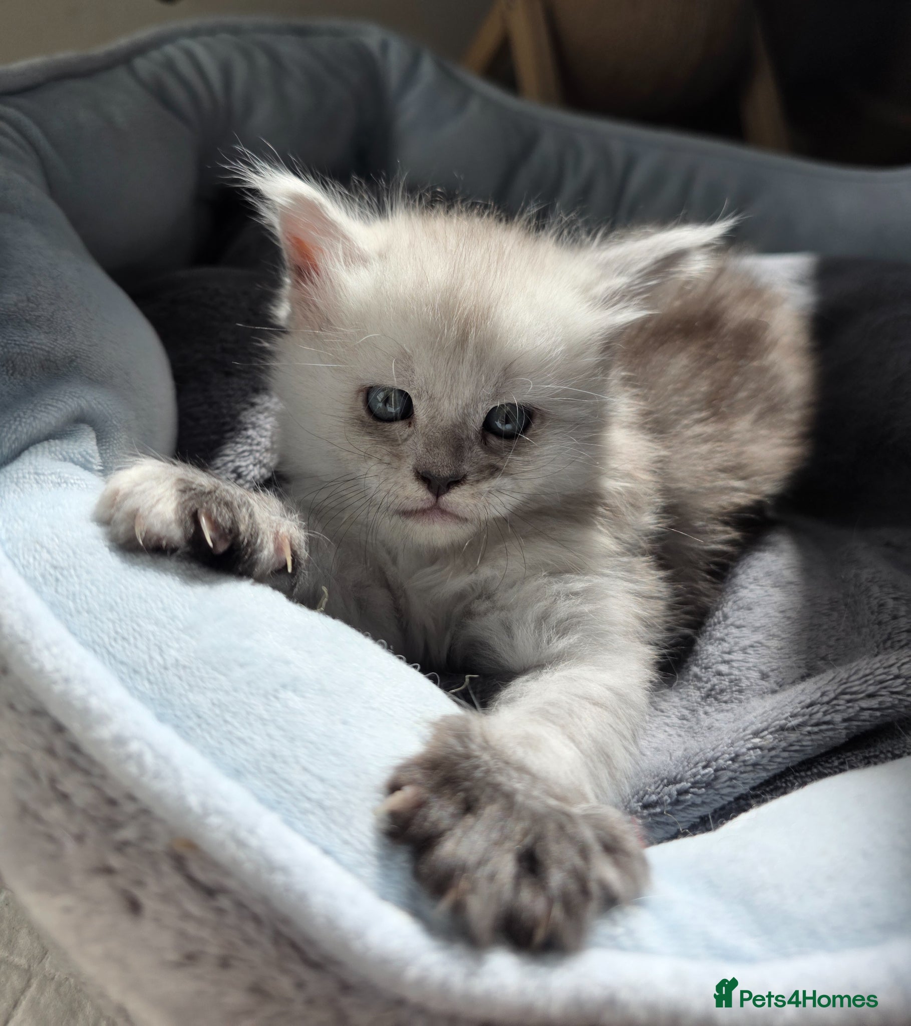 Maine Coon cats  Maine Coon Kittens Looking for Loving Homes!   - Advert 1