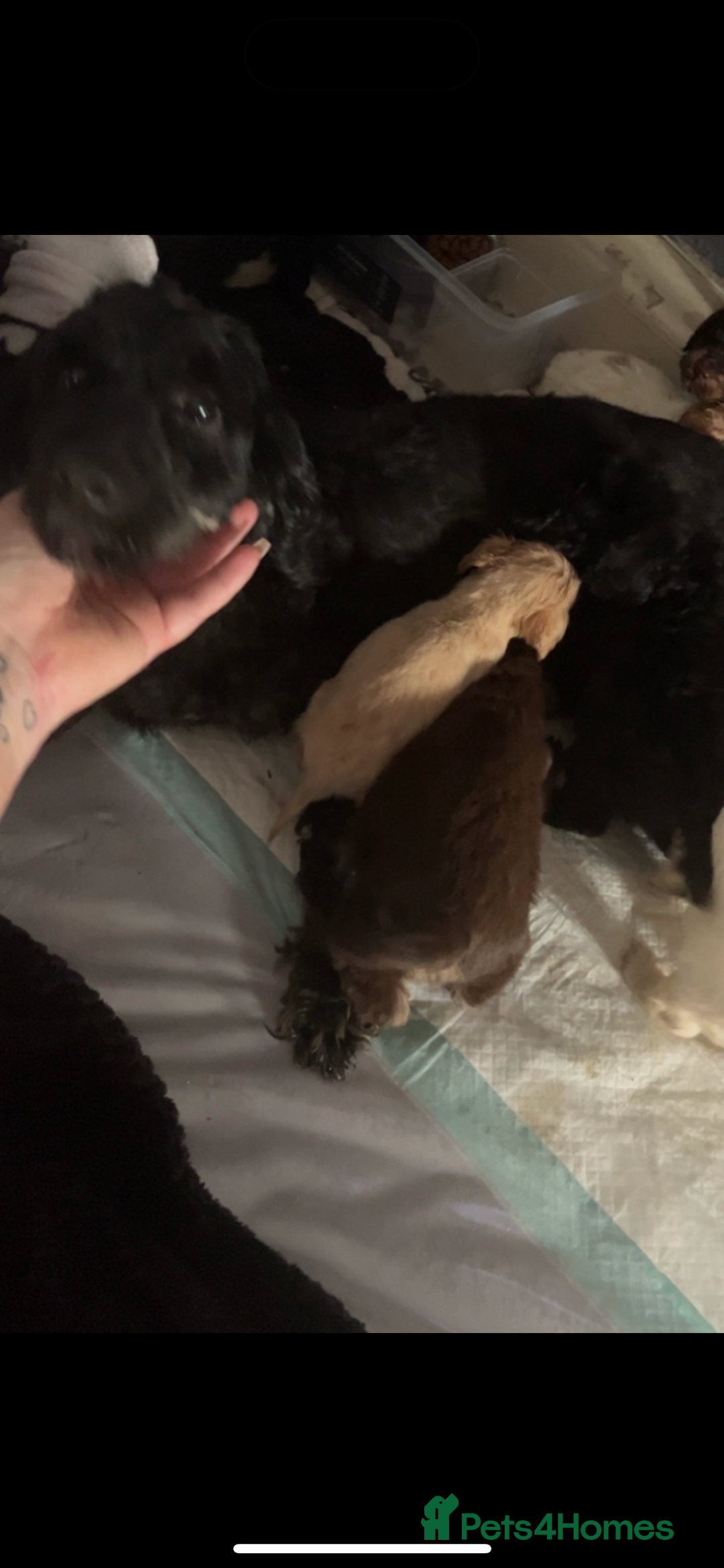 Cockapoo dogs for sale: Cockapoo puppies  - Image 8