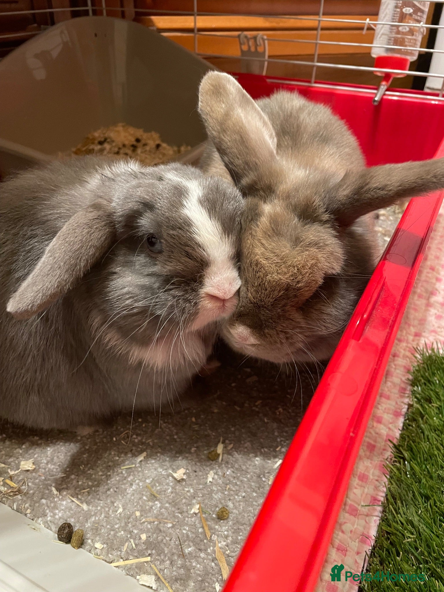 Mini Lop rabbits Mini lops to be rehomed - Advert 1