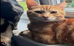Domestic Shorthair cats for sale: Ginger Boy Lion  - Image 6