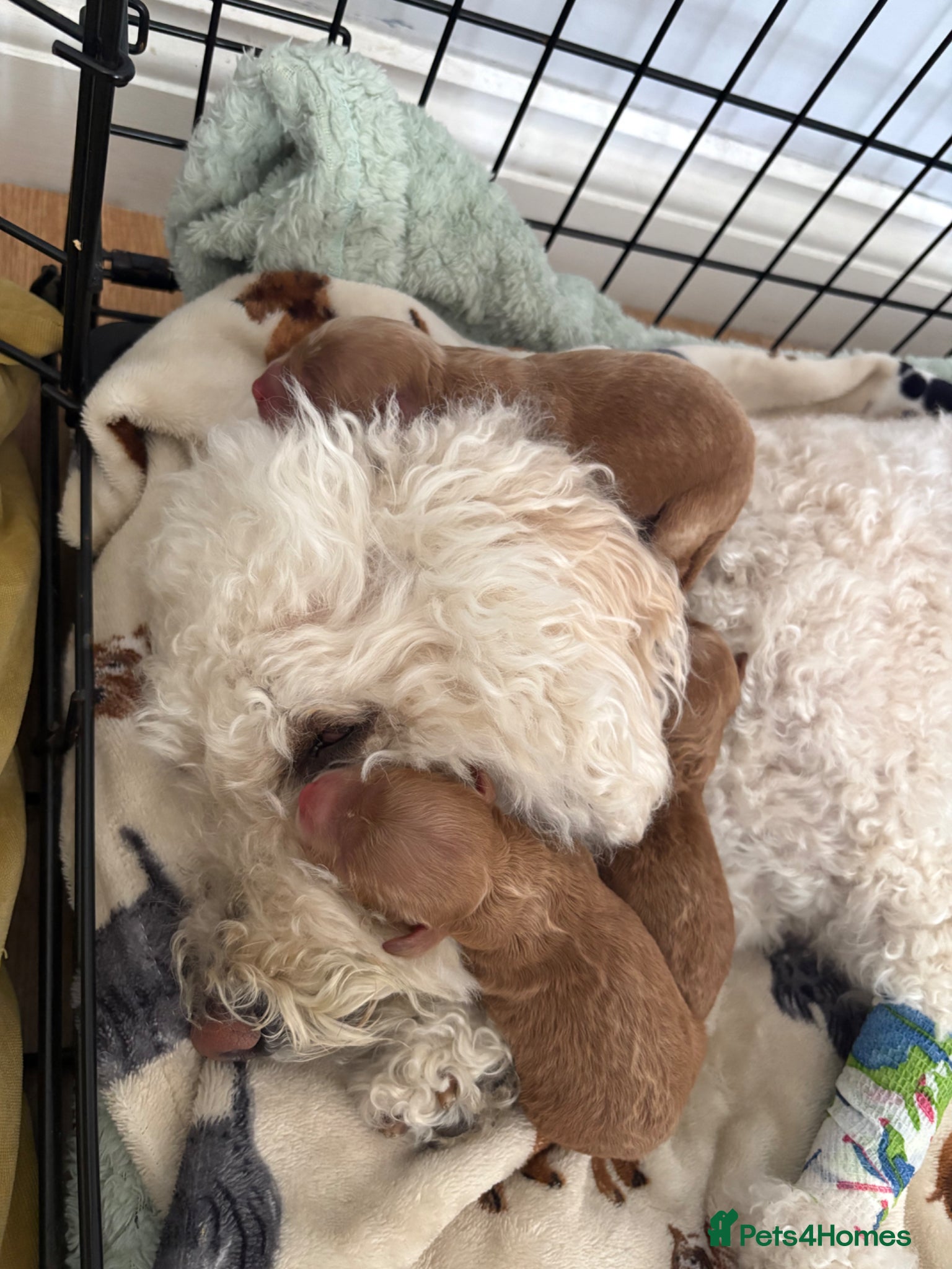 Miniature Poodle dogs for sale: Red Miniature poodle puppy’s 🐩🤍🐾 in Diss - Advert 15
