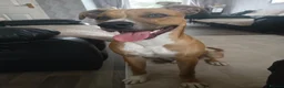 Mixed Breed dogs for sale: Lenny in Boston - Advert 4