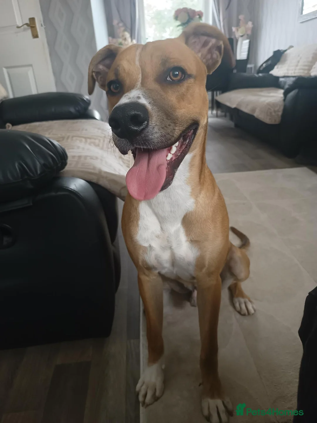 Mixed Breed dogs for sale: Lenny in Boston - Advert 4