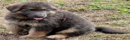 German Shepherd dogs for sale: Five star licenced German shepherds  - Advert 7