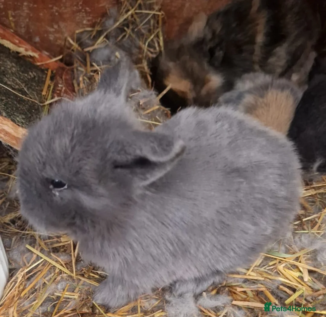 Mini Lop rabbits for sale: 1 x Black Buck (Boy) Mini Lion Lop and 4 babies - Advert 6