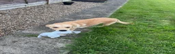 Mixed Breed dogs for sale: Labrador/terrier cross looking for home  in Letchworth Garden City - Advert 6