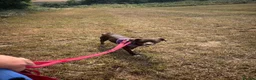 Mixed Breed dogs for adoption: Kit Kat  in Dorchester - Advert 4
