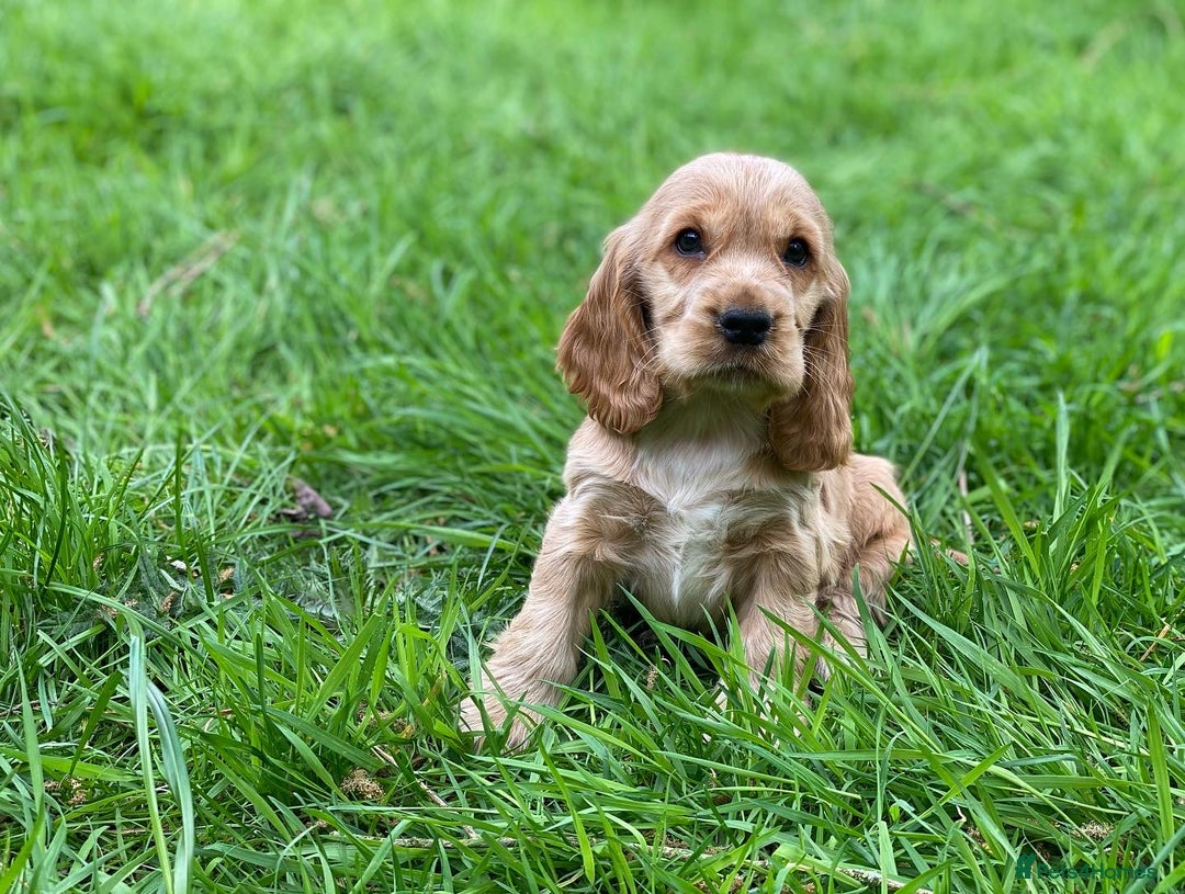 Cocker Spaniel dogs for stud: 100% SHOW TYPE, KC REGISTERED, 100% SUCCESS RATE in Crewe - Image 15