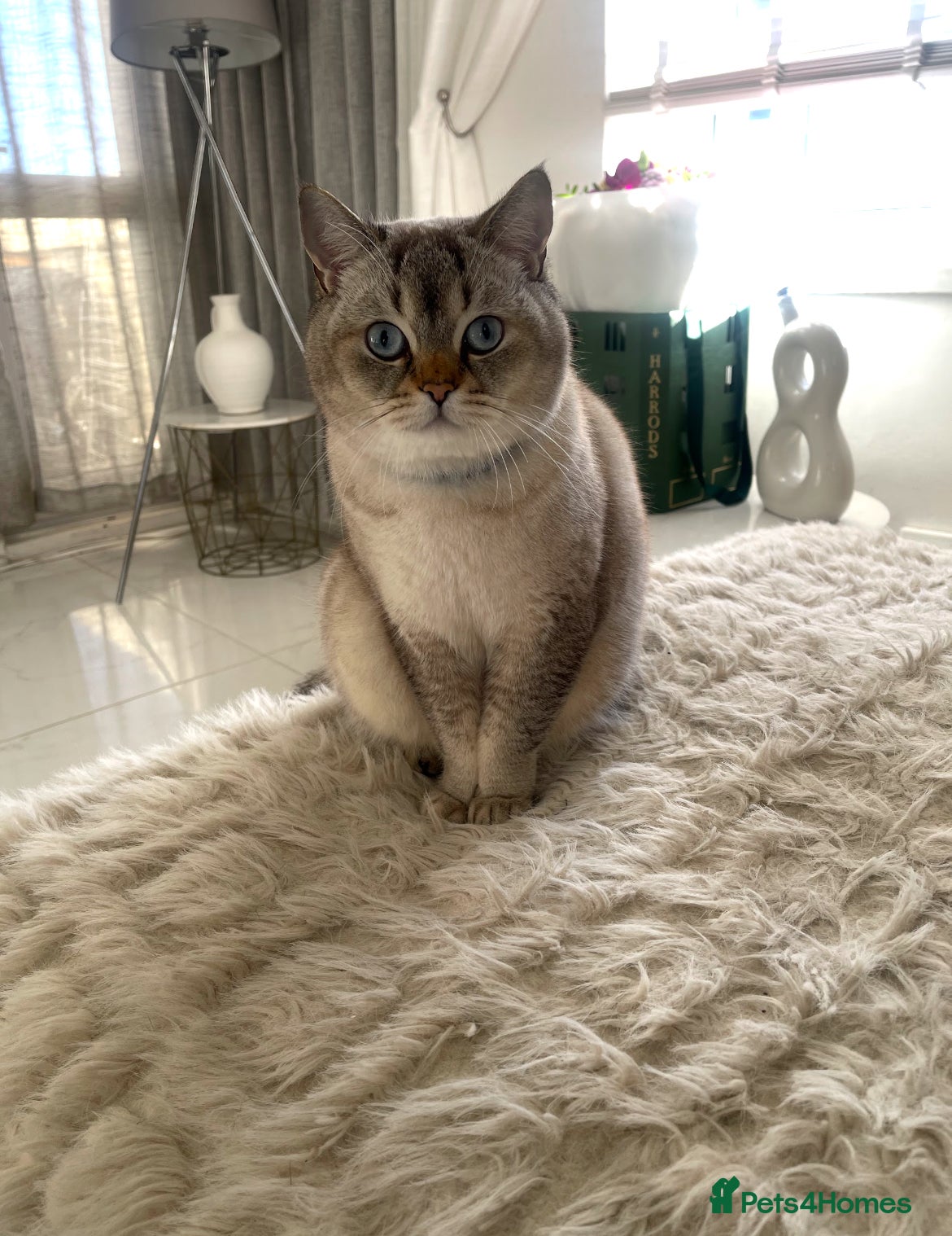 Scottish Fold cats 3 x Scottish Fold Cats – Loving Homes Wanted  - Advert 4