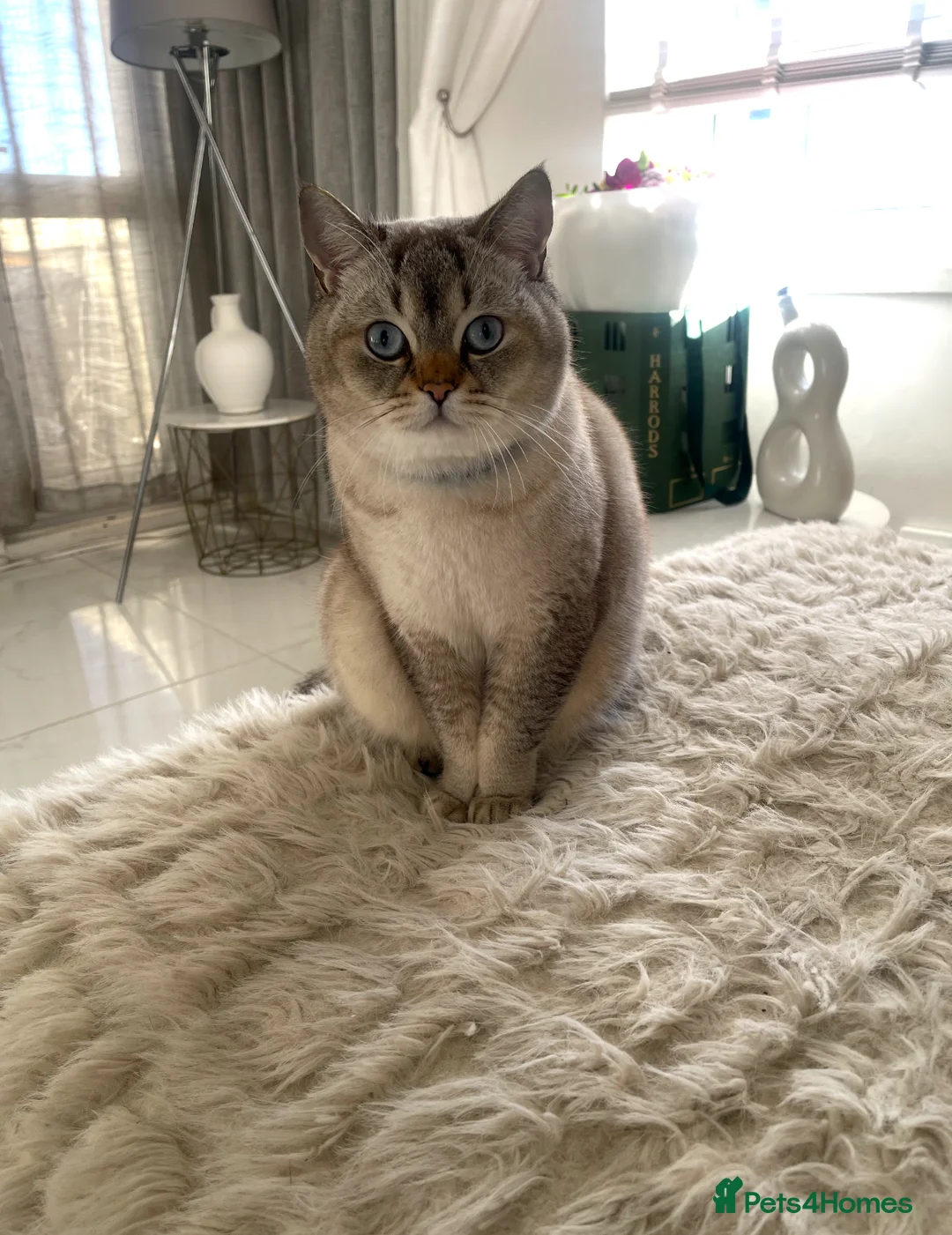 Scottish Fold cats for sale: 3 x Scottish Fold Cats – Loving Homes Wanted  - Advert 1