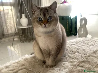 Scottish Fold cats 3 x Scottish Fold Cats – Loving Homes Wanted - Advert 4