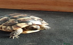 Tortoise reptiles for sale: Spur thighed tortoise  - Image 3