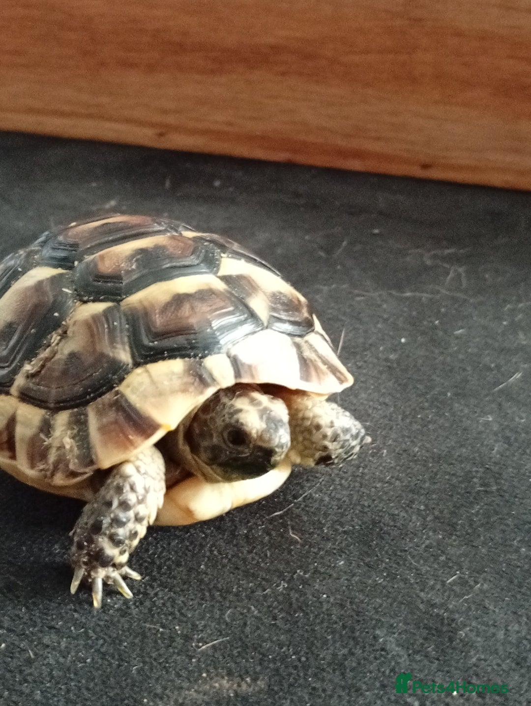 Tortoise reptiles for sale: Spur thighed tortoise  - Image 3