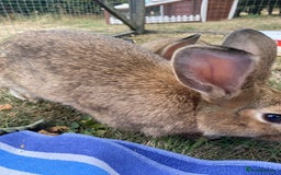 Mixed Breed rabbits for sale: Young rabbit - Advert 3