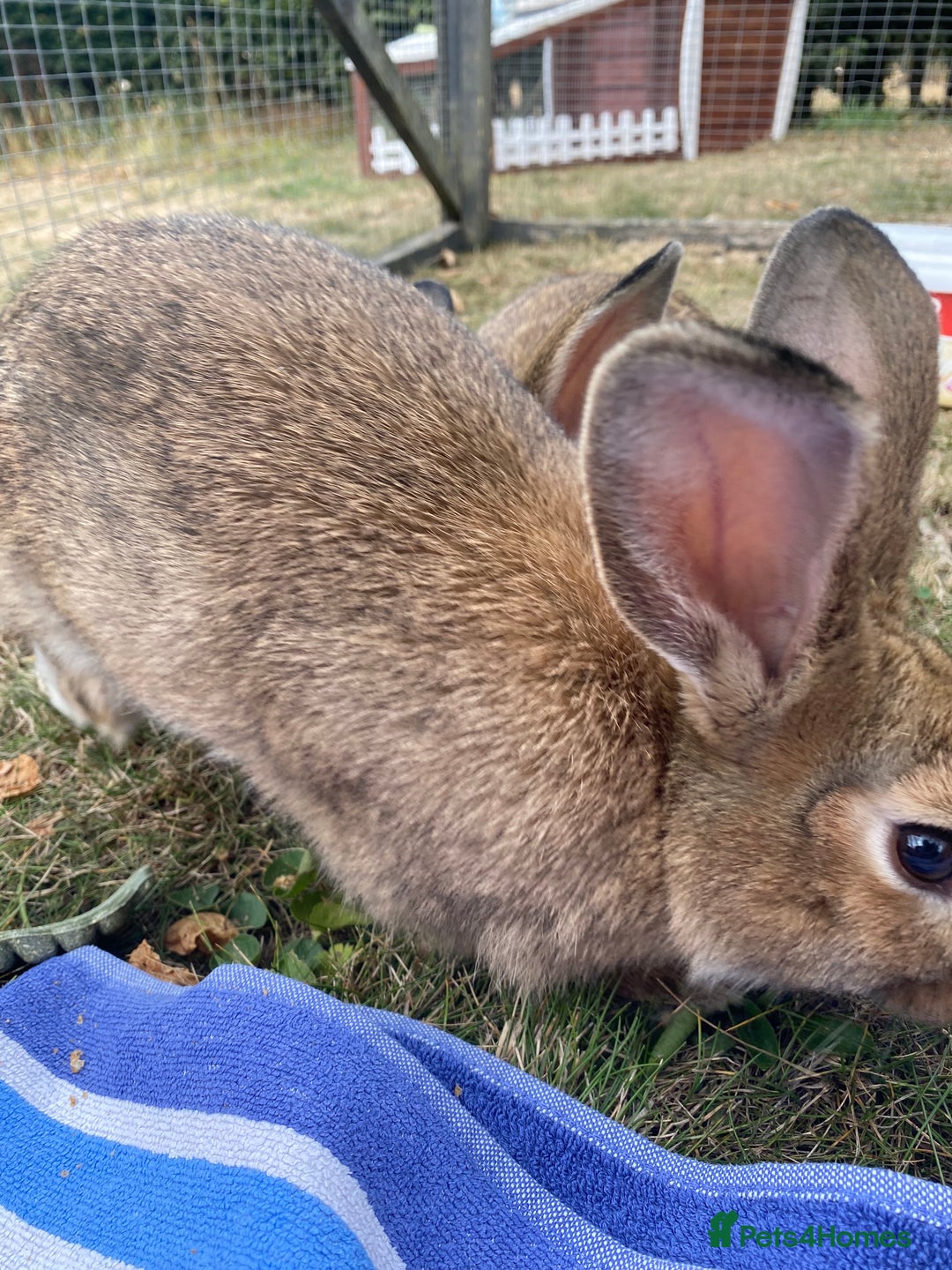Mixed Breed rabbits for sale: Young rabbit - Advert 3