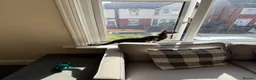 Mixed Breed cats for sale: Two energetic brothers looking for a home  - Advert 7