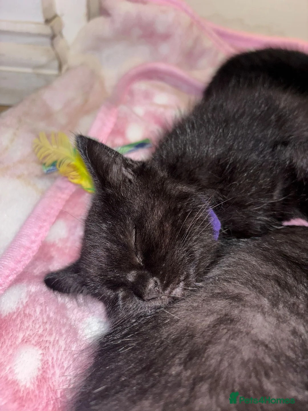 British Shorthair cats for sale: British Shorthair Kittens - Advert 17