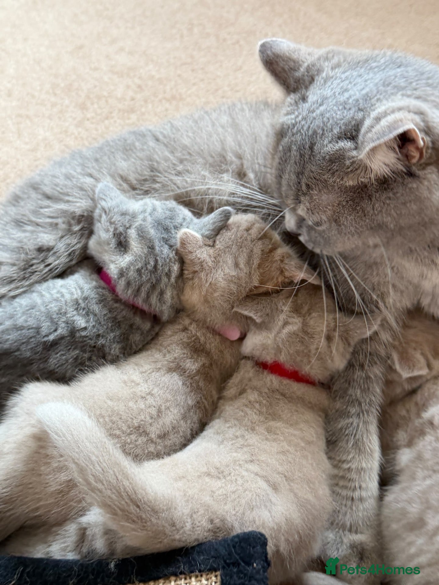 British Shorthair cats Loving Home-Raised British Shorthair Kittens - Advert 1