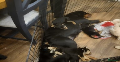 Mixed Breed dogs - Advert 6