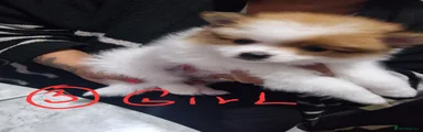 Pomeranian 3