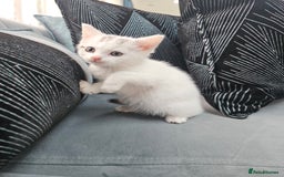 Russian Blue cats for sale: Lovley Russian white/Persian  - Advert 16