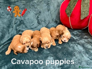 Cavapoo dogs ✨Beautiful Toy Cavapoo Puppies KC Reg parents✨ - Advert 5