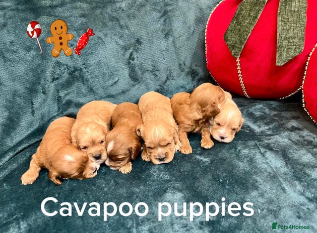 Cavapoo dogs ✨Beautiful Toy Cavapoo Puppies KC Reg parents✨ - Advert 2