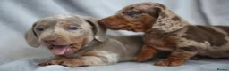Miniature Dachshund dogs for sale: Miniature dachshund  - Advert 1