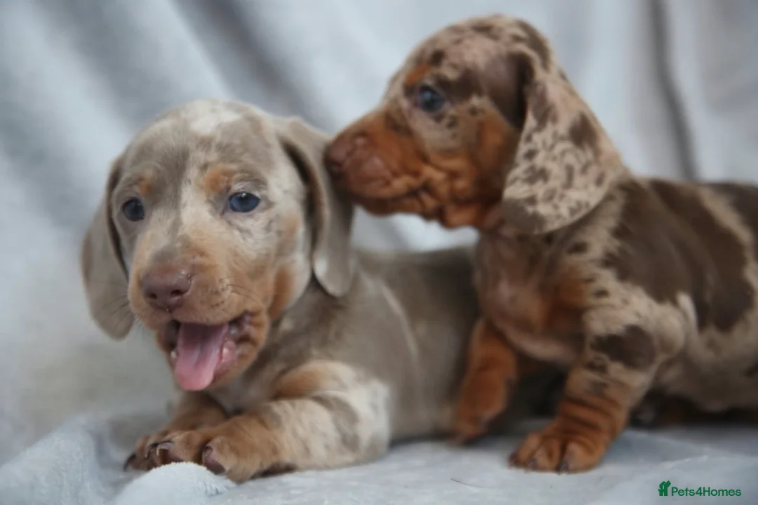 Miniature Dachshund dogs for sale: Miniature dachshund  - Advert 1
