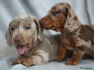 Miniature Dachshund dogs Miniature dachshund - Advert 12