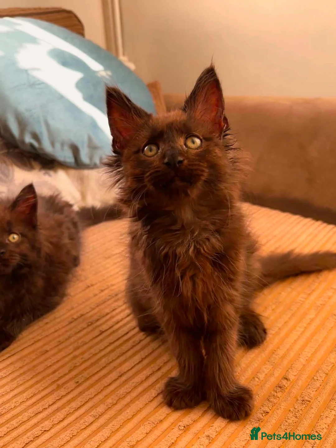 Maine Coon cats for sale: FEMALE READY NOW Black Smoke Maine Coon  - Advert 2
